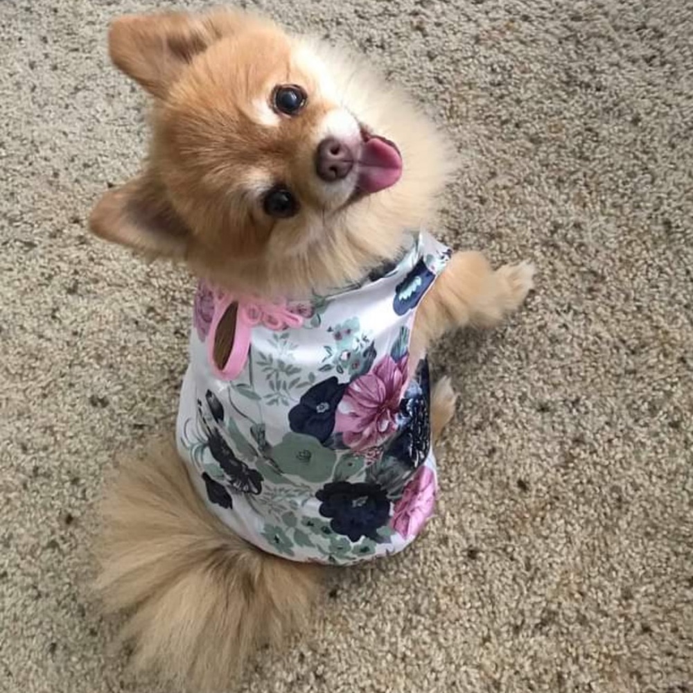 Chamseong dress for Small Dog